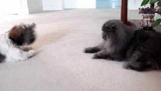 Shih Tzu puppy Lacey 🐶 and Blue Persian cat Lexi 😾 going at it [upl. by Jada]