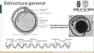 Curso Bacteriología Médica Aula Virtual Treponematosis diferentes a sifilis [upl. by Anire]