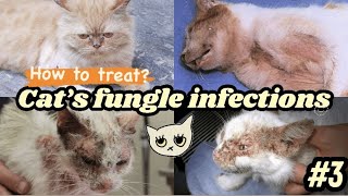 How To Treat Fungal Infection In Cats amp Kittens  क्या आप हैं फंगल इंफेक्शन से परेशान  Products [upl. by Ermeena]