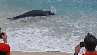 Filhote de Baleia Jubarte encalhada na praia de Saquarema [upl. by Jeromy]