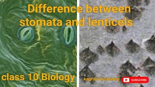 comparison between stomata and lenticelsclass 10 Biologylife gaseousexchangekaghanacademy4742 [upl. by Aneetsirhc979]