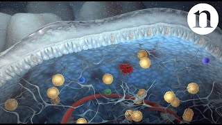 Innate lymphoid cells [upl. by Concordia]