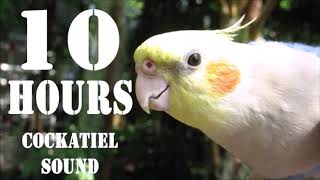 Cockatiel Sound 10 Hours Cockatiel Singing for Cockatiels [upl. by Arriaet716]