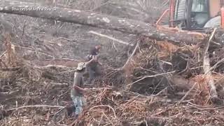 Orangutan filmed trying to fight off digger [upl. by Drofwarc]