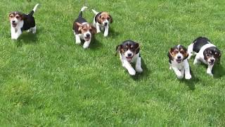 Beagle Puppies For Sale [upl. by Annayt57]