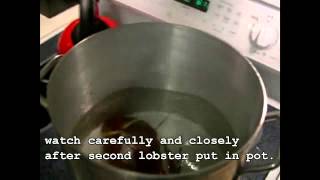 Do Lobsters Scream when you put them in Boiling Water [upl. by Destinee689]