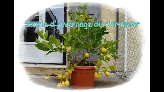 Sortie dhivernage du citronnier  Monjardindansleslandes [upl. by Auqenet]