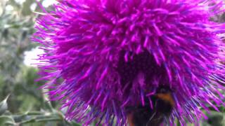 Nodding Thistle Carduus Nutans  Musk Thistle  20120612 [upl. by Wade]