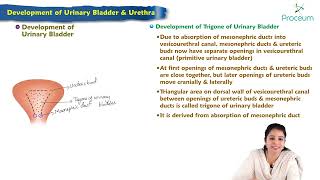 Development of urinary bladder amp urethra  Embryology Lecture [upl. by Griffis]