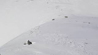 Observation dune meute de loups dans les Alpes Françaises en 2018 [upl. by Oliver]