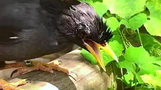 Common Myna Bird Sound  Post Math [upl. by Shrier]