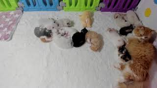 🐱 JUST CATTING  KITTEN LIVE STREAM 🐱 [upl. by Eremihc384]