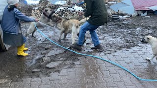 PİTON BENİ SÜRÜKLEYİP AZATA DALDI ORTALIK FENA KARIŞTI PİTONU ZAPT EDEMEDİM BÜYÜK OLAY ATLATTIK [upl. by Ellary726]