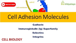 Cell Adhesion Molecules Cadherin Selectin IgSF Integrin  CELL BIOLOGY CSIR NET Lifescience [upl. by Rae]