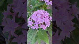 Pentas Lanceolata🌸 [upl. by Atterbury87]