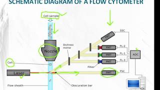 Flame Tests of Metal Ions With Labels [upl. by Ablem]