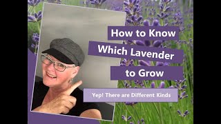 What is the Best Kind of Lavender to Plant and How to Use It [upl. by Animsay]