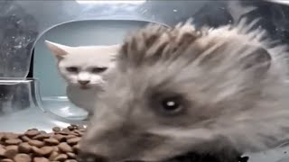 Hedgehog Eating Cats Food [upl. by Yretsym]