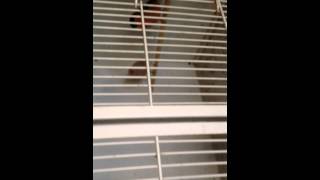 Cage breeding siberian bullfinches 2015 seaaon [upl. by Aihsas753]