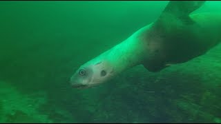 SCUBA Diving the Salish Sea Madrona Point June 23 2024 [upl. by Egbert339]