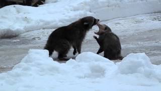 Raccoon amp opossum fight [upl. by Ondine]