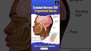 Trigeminal Nerve Cranial Nerve V trigeminalnerve nerve nervensystem testpaperlive shortvideo [upl. by Vento318]