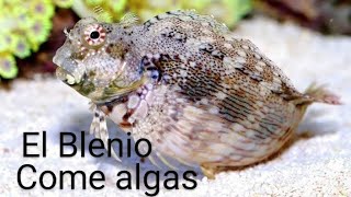 Blenio come algas salarias fasciatus un pez corta cesped para el acuario marino 👍👍 [upl. by Nueovas]