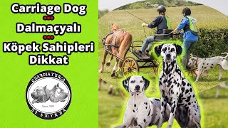 Carriage Dog  Dalmaçyalı  Köpek Sahipleri Dikkat [upl. by Ecirtnahc]