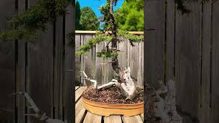 Colorado Blue Spruce Bonsai bonsai bonsaitree garden gardening trees plants [upl. by Corotto]