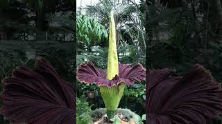 Titan Arum  Largest unbranched inflorescence in World  Observed in Description [upl. by Shela]