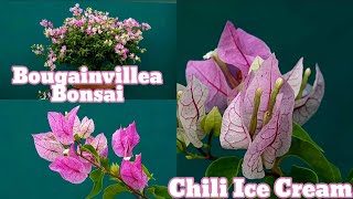 Bougainvillea ID  Chili Ice Cream  Bougainvillea flowers [upl. by Sivie]