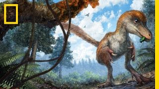 Dinosaurs Feathered Tail Found Remarkably Preserved in Amber  National Geographic [upl. by Palladin]