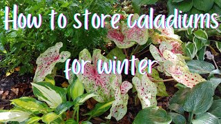 Easy Stepbystep Guide To Overwinter Caladium Bulbs In Colder Climates ❄ storing caladiums ❄ [upl. by Ogden590]