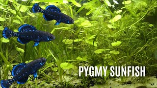 40L Aquarium  Pygmy Sunfish Biotope [upl. by Ruamaj]