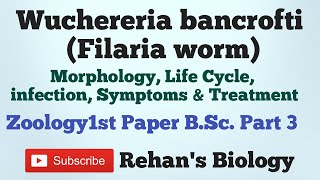 Wuchereria bancrofti Filaria Worm Filariasis Rehans Biology BScpart 3 Zoology1st [upl. by Atteynek]