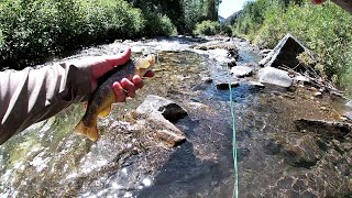 Big Cottonwood Creek  Fly Fishing Close to Home [upl. by Liemaj]