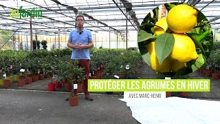 COMMENT bien PROTÉGER les AGRUMES en HIVER  ORANGER CITRONNIER ou CLÉMENTINIER [upl. by Patience]