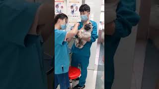 Dramatic pug screams like a human during manicure [upl. by Nivad]