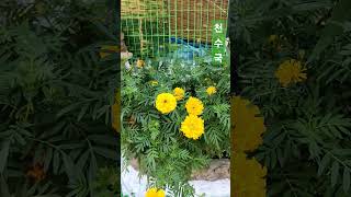 천수국 천수국 메리골드 메리골드 African marigold 千壽菊 Tagetes erecta [upl. by Etterraj]