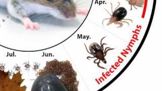 How Do Deer Ticks Become Infected With Lyme Disease [upl. by Sinclare]