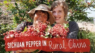 Picking Sichuan Pepper in Rural China [upl. by Nylyrehc56]