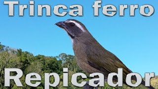 Trinca ferro Repicador cantando gravado ao vivo na Mata AtlÃ¢ntica para ensinamento de filhotes [upl. by Grenville190]