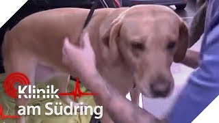 Süßer Hund hat Angst Was passiert mit seinem Herrchen  Klinik am Südring  SAT1 TV [upl. by Aerdnaek]