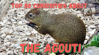 Top 50 Curiosities about the Agouti [upl. by Llenwad]