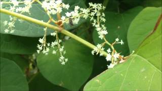 Japanse duizendknoop Fallopia japonica syn Polygonum cuspidatum  20150920 [upl. by Llerat359]