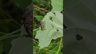 Hemipteran bug on xanthium leaf [upl. by Ailen11]