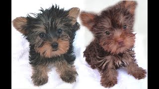 Yorkie Puppies Chocolate Yorkshire Terrier Puppy Puppies Red and Tan Tiny [upl. by Nagiem]