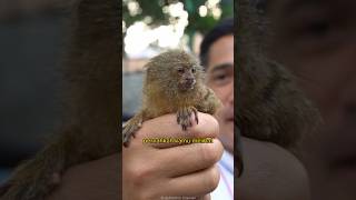 Monyet Ini Primata Terkecil dan Seukuran Jari  Pygmy Marmoset [upl. by Uokes419]