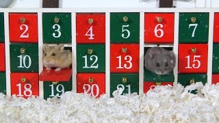 Day 1 Advent Calendar  Cute Hamsters 12 Days of Christmas [upl. by Sutelc]