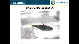 Fish Health and Causes of Disease Part 3 Pathogens [upl. by Anihtyc690]